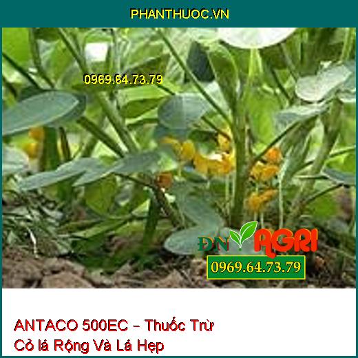 ANTACO 500EC – Thuốc Trừ Cỏ lá Rộng Và Lá Hẹp