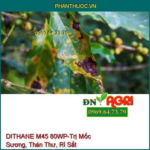 DITHANE M45 80WP-Trị Mốc Sương, Thán Thư, Rỉ Sắt