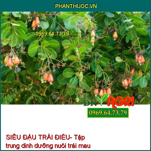 SIÊU ĐẬU TRÁI ĐIỀU- Tăng Thụ Phấn, Mát Bông, Đậu Quả Tối Đa