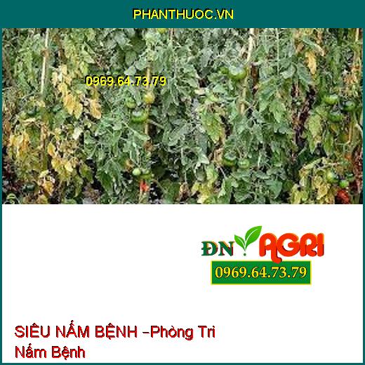 SIÊU NẤM BỆNH –Phòng Tri Nấm Bệnh