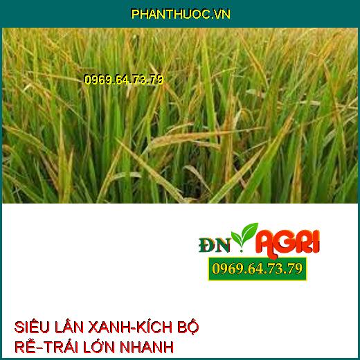 SIÊU LÂN XANH-KÍCH BỘ RỄ–TRÁI LỚN NHANH