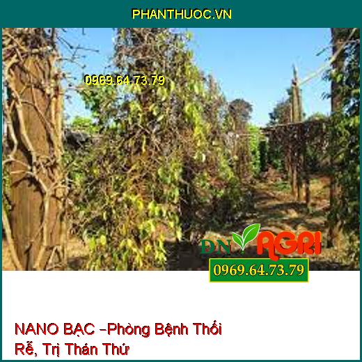 NANO BẠC –Phòng Bệnh Thối Rễ, Trị Thán Thứ