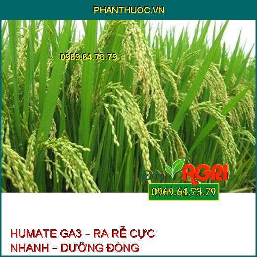 HUMATE GA3 – RA RỄ CỰC NHANH – DƯỠNG ĐÒNG