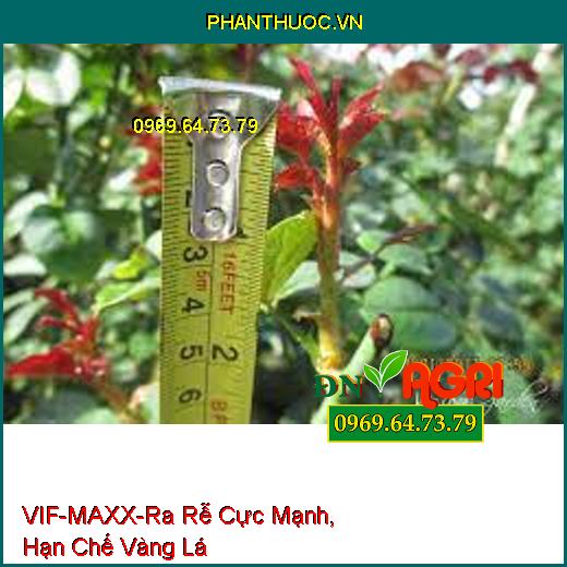 VIF-MAXX-Ra Rễ Cực Mạnh, Hạn Chế Vàng Lá