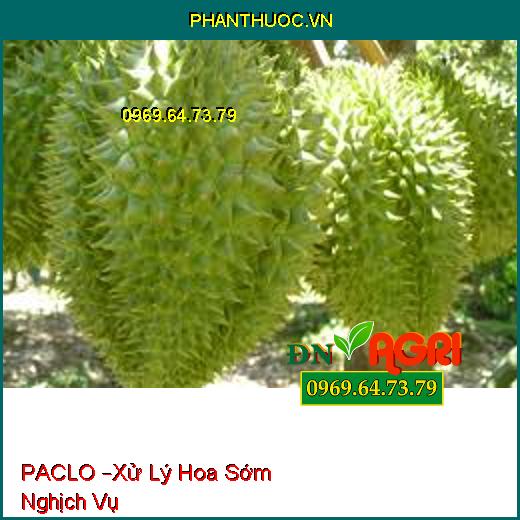 PACLO –Xử Lý Hoa Sớm Nghịch Vụ