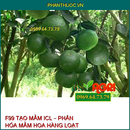 F99 TẠO MẦM ICL – PHÂN HÓA MẦM HOA HÀNG LOẠT