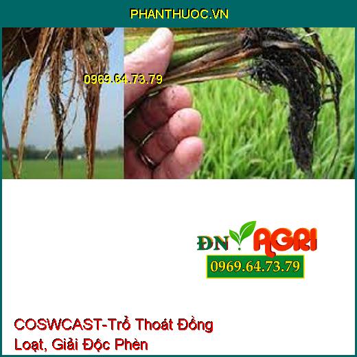 COSWCAST-Trổ Thoát Đồng Loạt, Giải Độc Phèn