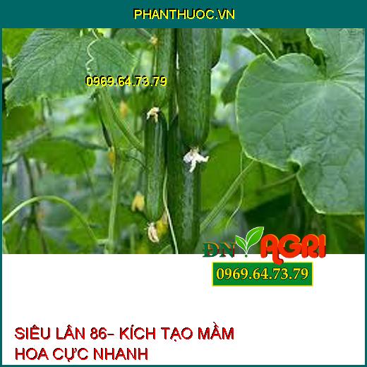 SIÊU LÂN 86– KÍCH TẠO MẦM HOA CỰC NHANH