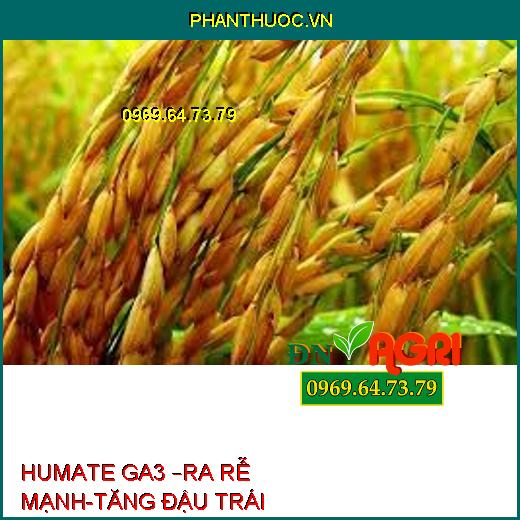 HUMATE GA3 –RA RỄ MẠNH-TĂNG ĐẬU TRÁI