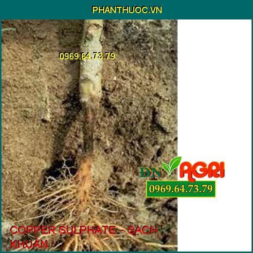 COPPER SULPHATE – SẠCH KHUẨN