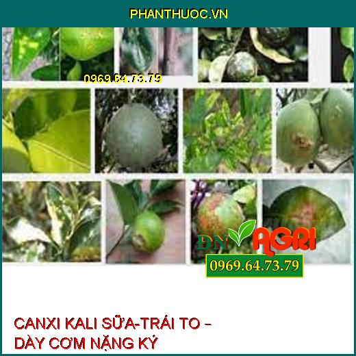 CANXI KALI SỮA-TRÁI TO – DÀY CƠM NẶNG KÝ