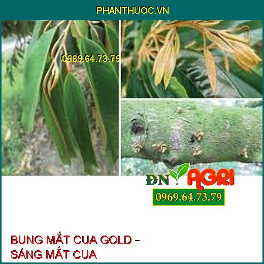 BUNG MẮT CUA GOLD – SÁNG MẮT CUA