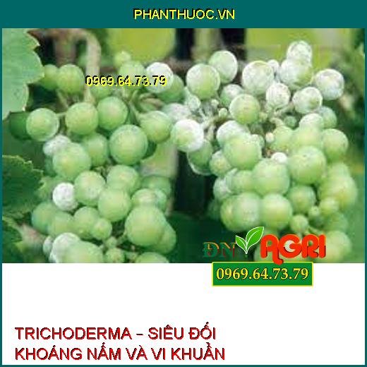 TRICHODERMA – SIÊU ĐỐI KHOÁNG NẤM VÀ VI KHUẨN