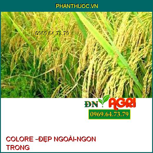 COLORE –ĐẸP NGOÀI-NGON TRONG