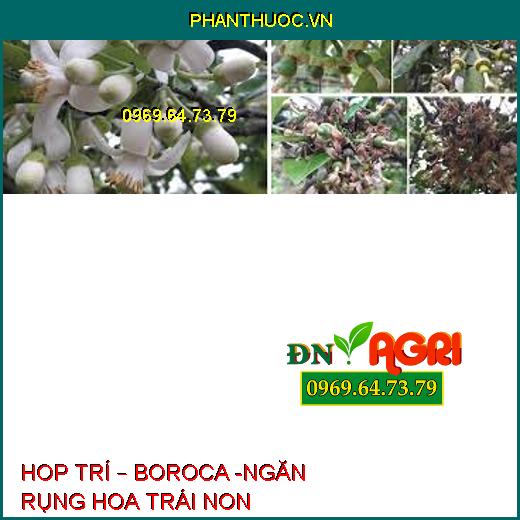 HOP TRÍ – BOROCA -NGĂN RỤNG HOA TRÁI NON