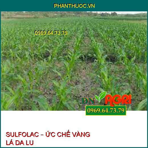 SULFOLAC – ỨC CHẾ VÀNG LÁ DA LU