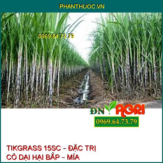 TIKGRASS 15SC – ĐẶC TRỊ CỎ DẠI HẠI BẮP – MÍA