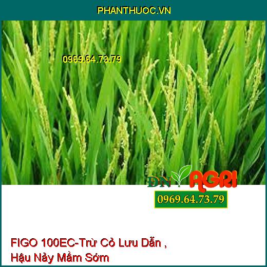 FIGO 100EC-Trừ Cỏ Lưu Dẫn , Hậu Nảy Mầm Sớm