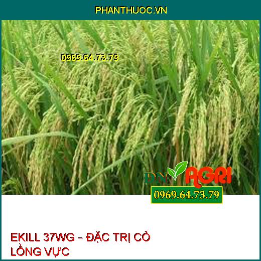 EKILL 37WG – ĐẶC TRỊ CỎ LỒNG VỰC