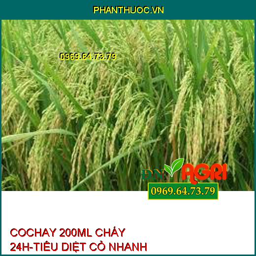 COCHAY 200ML CHÁY 24H-TIÊU DIỆT CỎ NHANH