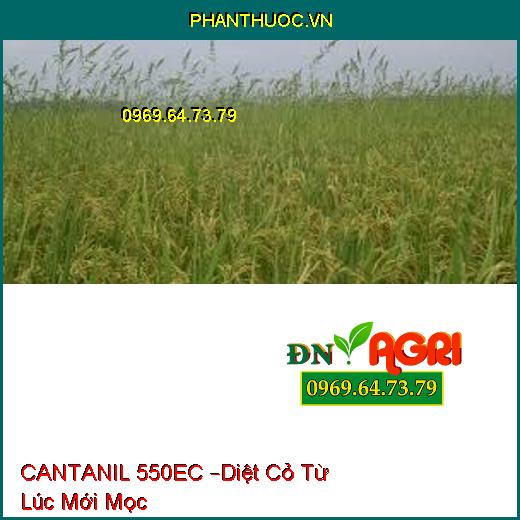 CANTANIL 550EC –Diệt Cỏ Từ Lúc Mới Mọc