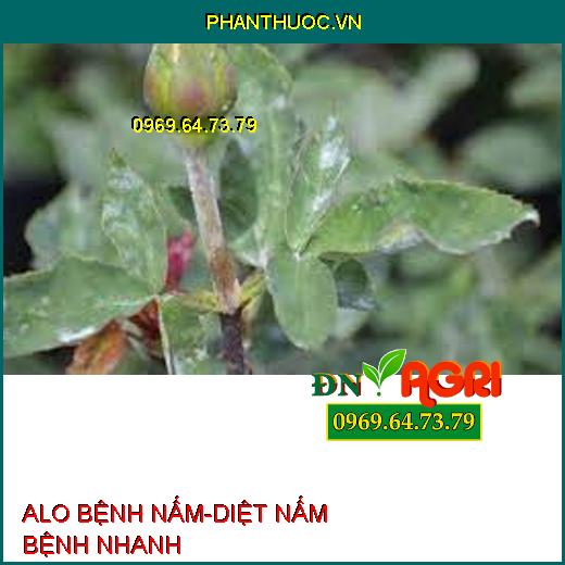 ALO BỆNH NẤM-DIỆT NẤM BỆNH NHANH