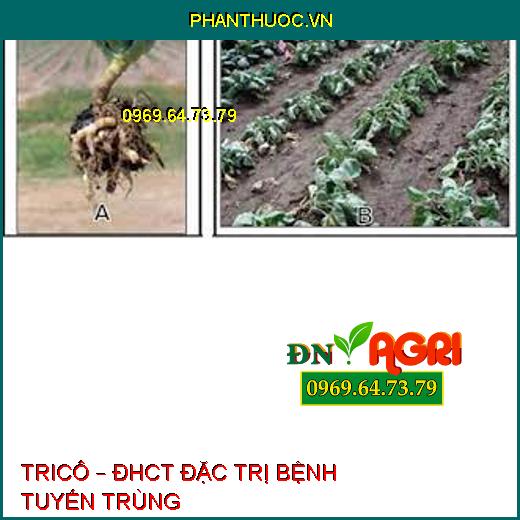 TRICÔ – ĐHCT ĐẶC TRỊ BỆNH TUYẾN TRÙNG