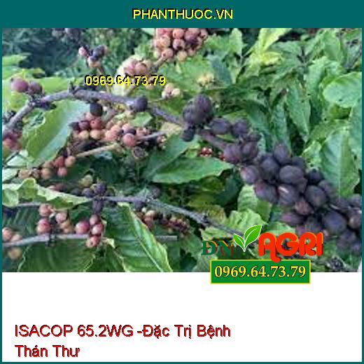 ISACOP 65.2WG -Đặc Trị Bệnh Thán Thư