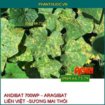 ANDIBAT 700WP – ARAGIBAT LIÊN VIỆT –SƯƠNG MAI THỐI THÂN