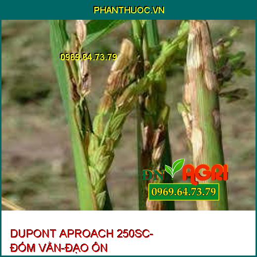 DUPONT APROACH 250SC- ĐỐM VẰN-ĐẠO ÔN 