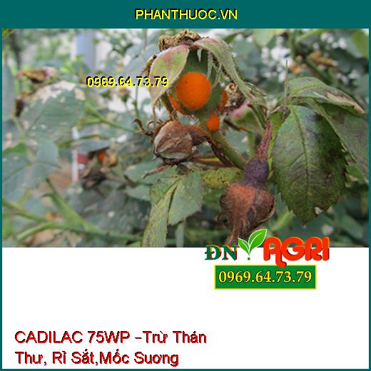 CADILAC 75WP –Trừ Thán Thư, Rỉ Sắt,Mốc Suơng