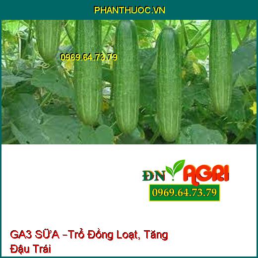 GA3 SỮA –Trổ Đồng Loạt, Tăng Đậu Trái