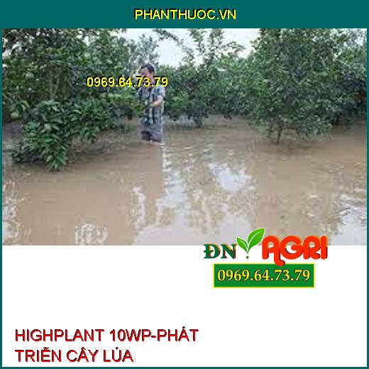 HIGHPLANT 10WP-PHÁT TRIỄN CÂY LÚA