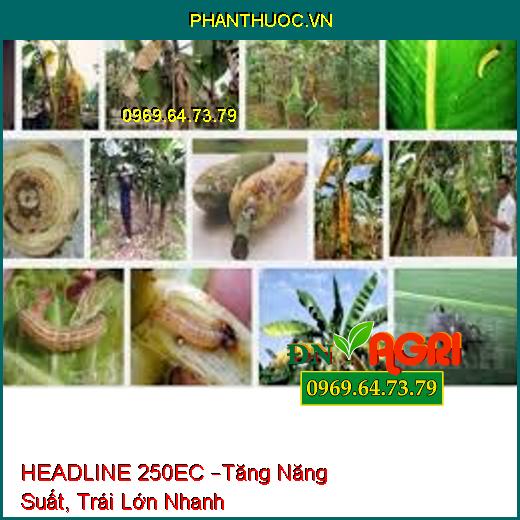 HEADLINE 250EC –Tăng Năng Suất, Trái Lớn Nhanh