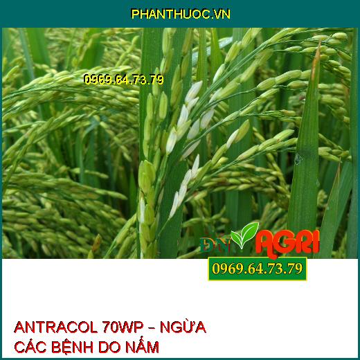 ANTRACOL 70WP – NGỪA CÁC BỆNH DO NẤM