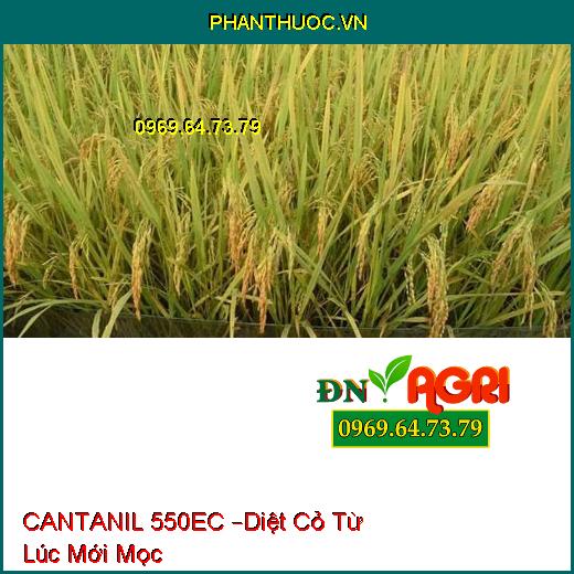 CANTANIL 550EC –Diệt Cỏ Từ Lúc Mới Mọc