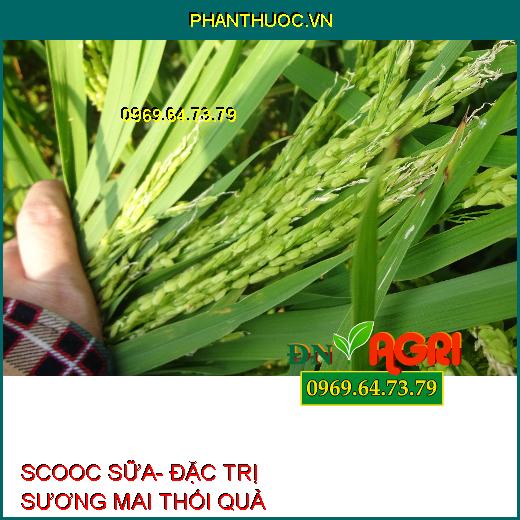 SCOOC SỮA- ĐẶC TRỊ SƯƠNG MAI THỐI QUẢ