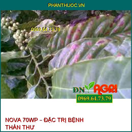 NOVA 70WP – ĐẶC TRỊ BỆNH THÁN THƯ