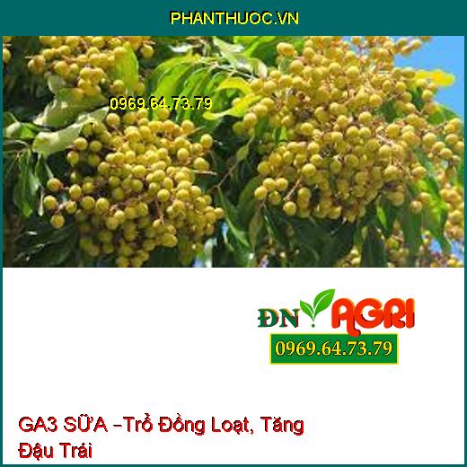 GA3 SỮA –Trổ Đồng Loạt, Tăng Đậu Trái