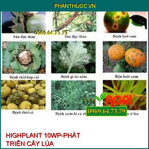 HIGHPLANT 10WP-PHÁT TRIỄN CÂY LÚA