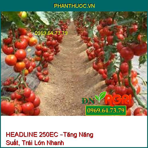 HEADLINE 250EC –Tăng Năng Suất, Trái Lớn Nhanh