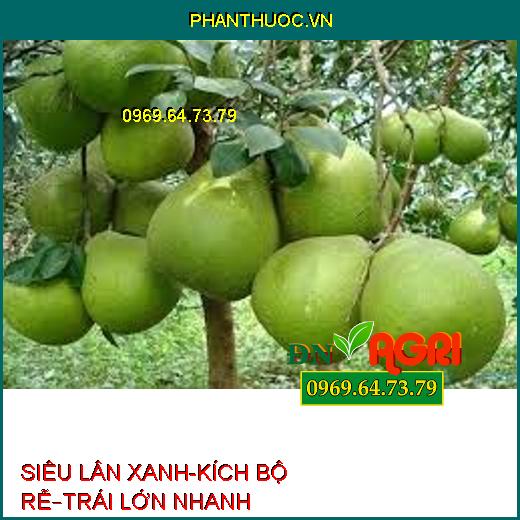 SIÊU LÂN XANH-KÍCH BỘ RỄ–TRÁI LỚN NHANH