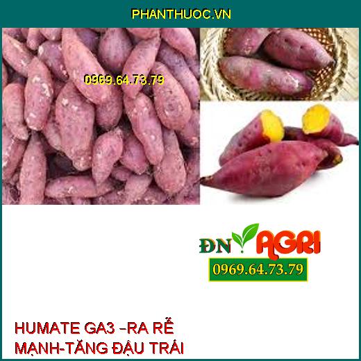 HUMATE GA3 –RA RỄ MẠNH-TĂNG ĐẬU TRÁI