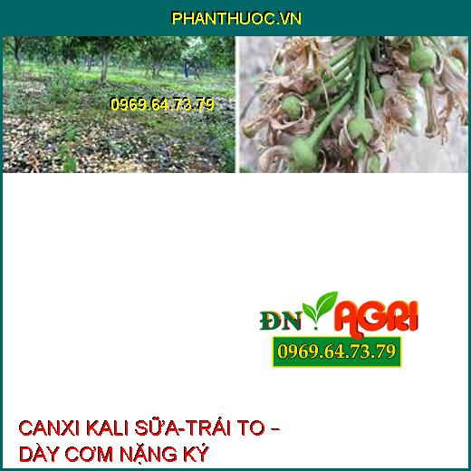 CANXI KALI SỮA-TRÁI TO – DÀY CƠM NẶNG KÝ