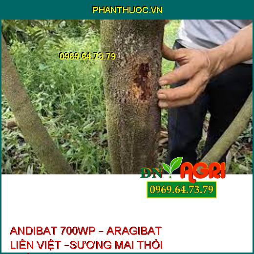 ANDIBAT 700WP – ARAGIBAT LIÊN VIỆT –SƯƠNG MAI THỐI THÂN