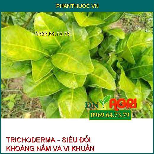 TRICHODERMA – SIÊU ĐỐI KHOÁNG NẤM VÀ VI KHUẨN