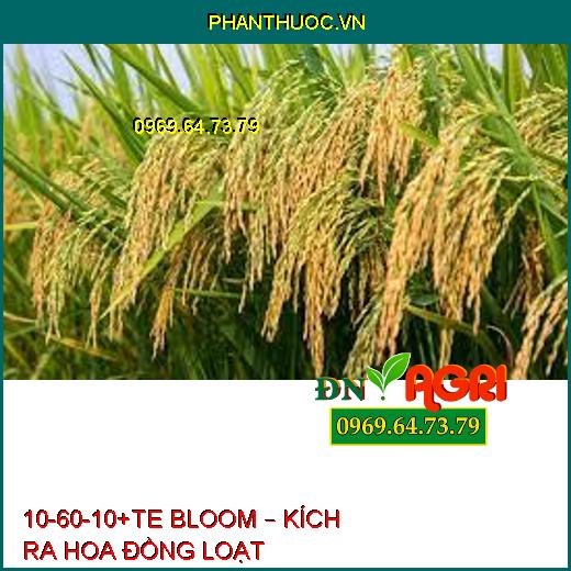 10-60-10+TE BLOOM – KÍCH RA HOA ĐỒNG LOẠT