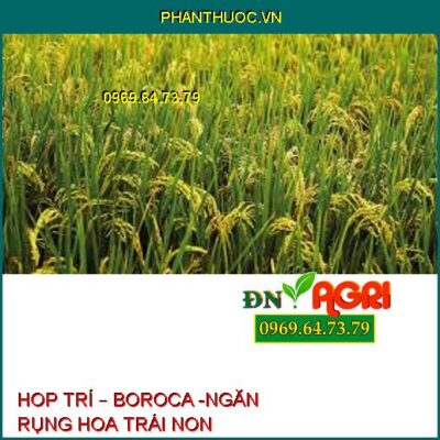 HOP TRÍ – BOROCA -NGĂN RỤNG HOA TRÁI NON