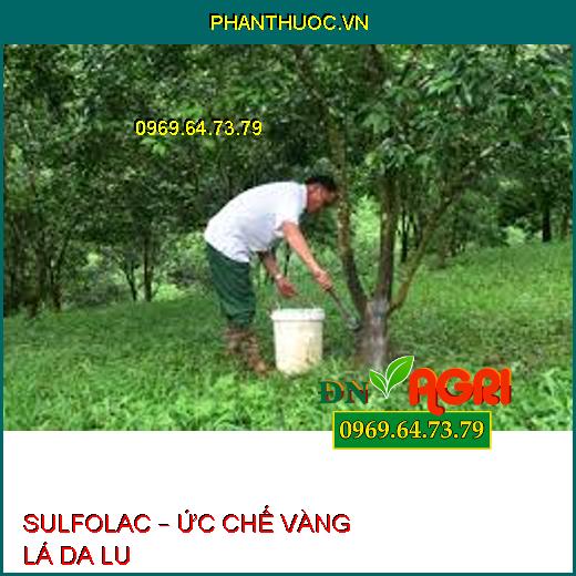 SULFOLAC – ỨC CHẾ VÀNG LÁ DA LU