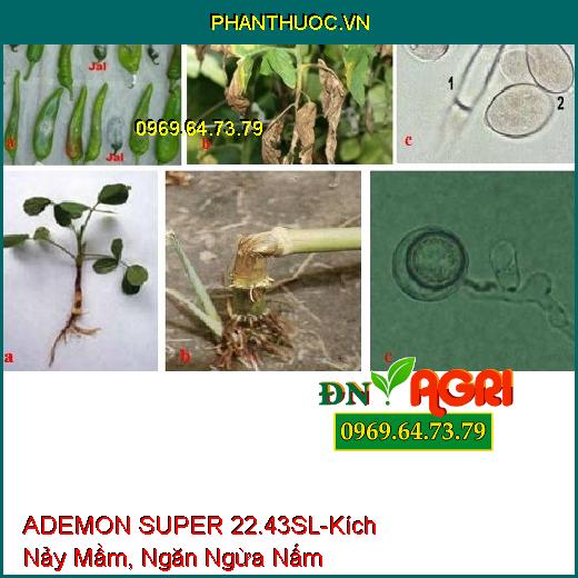 ADEMON SUPER 22.43SL-Kích Nảy Mầm, Ngăn Ngừa Nấm